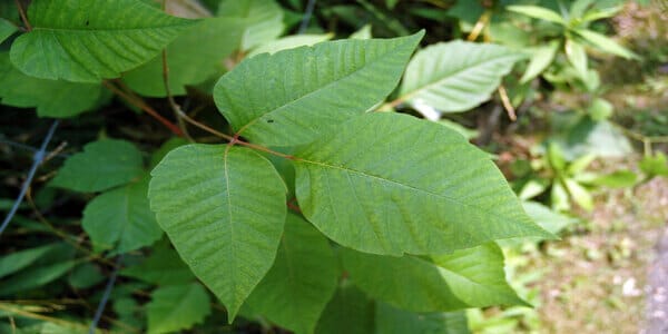 Poison Ivy Control - Lynch Landscape & Tree Service